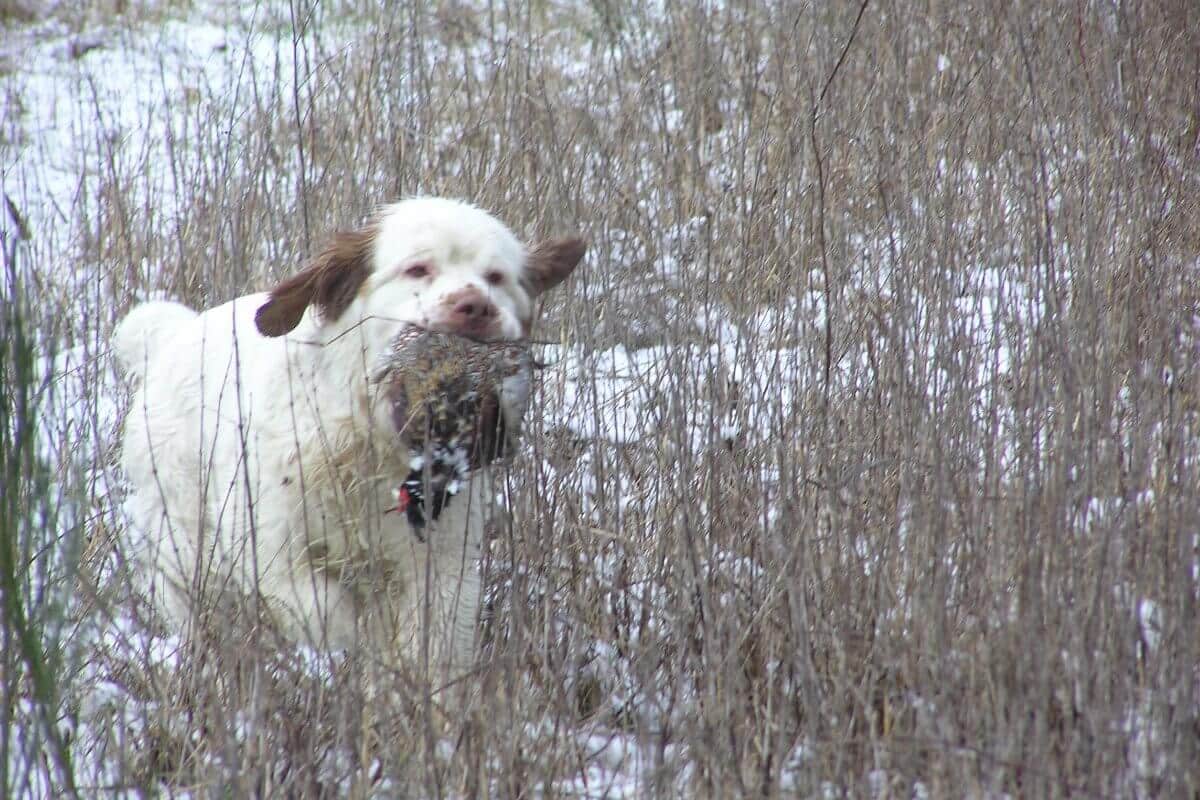 Clumber Spaniel