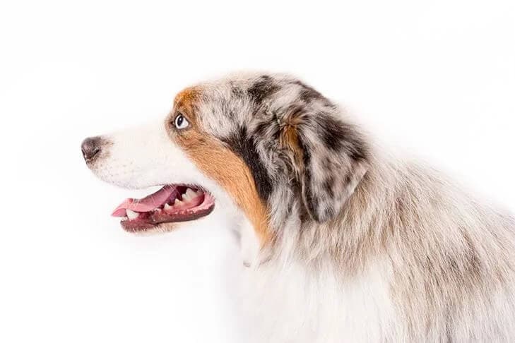 Australian Shepherd