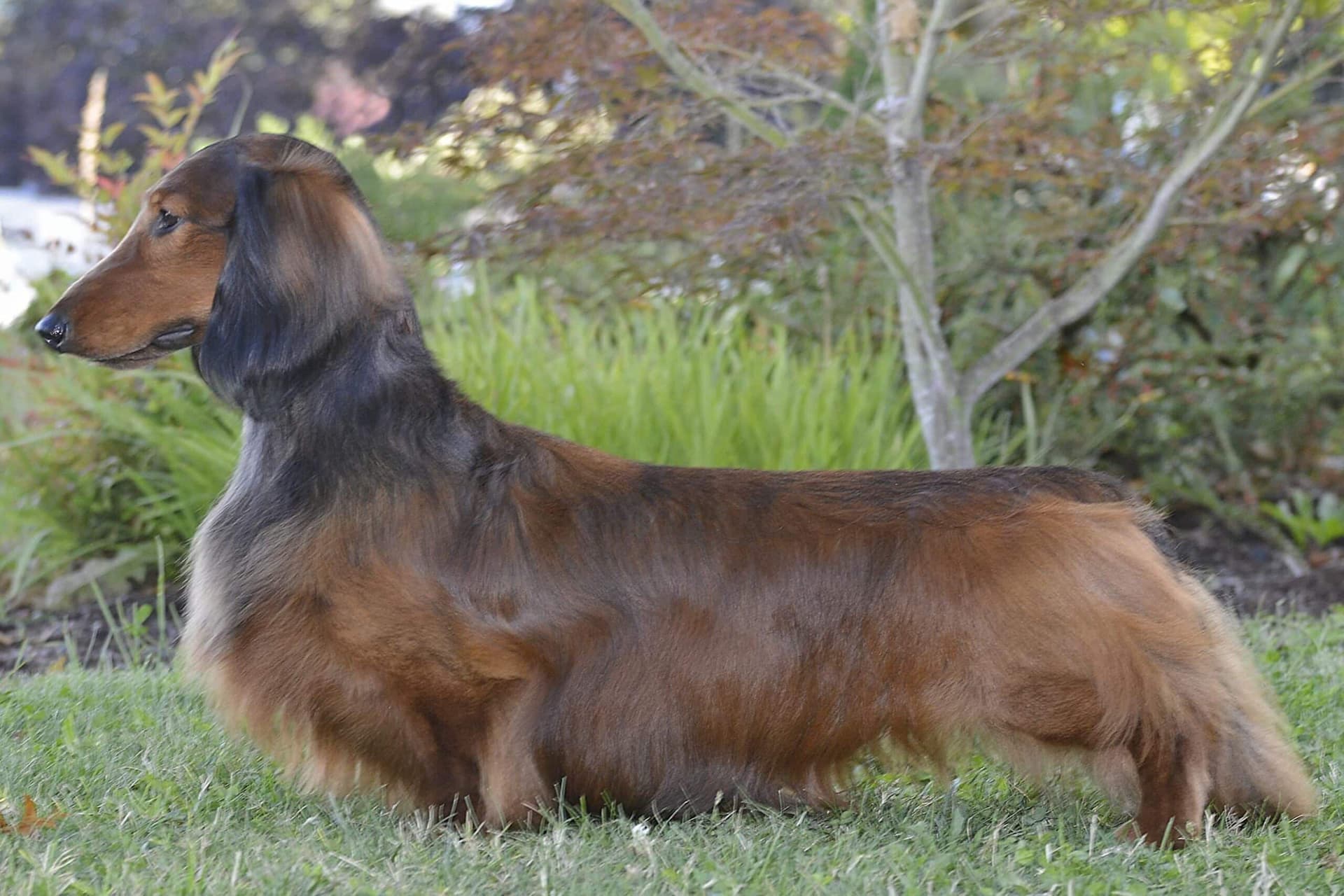 Dachshund