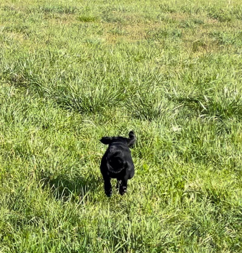 A black dog sprinting across a grassy field.