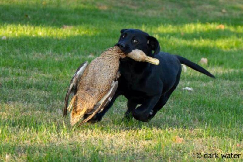 A black dog carries a duck in its mouth, showcasing its hunting instincts and strength.