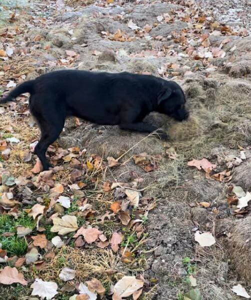 A black dog strolls through fallen leaves on the ground.