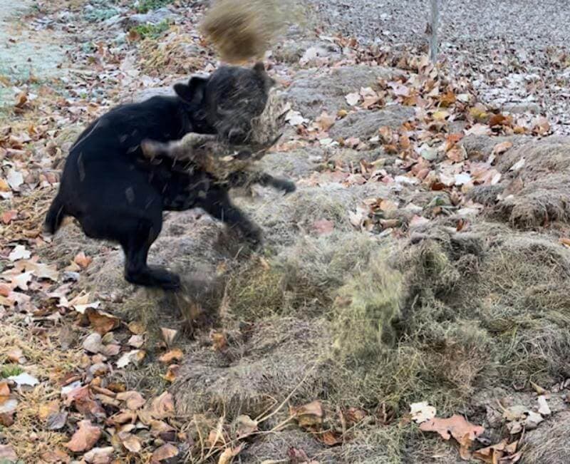 A black dog playing in the leaves.