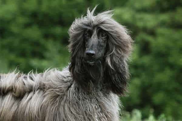 Afghan Hound