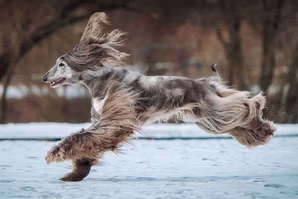 Afghan Hound
