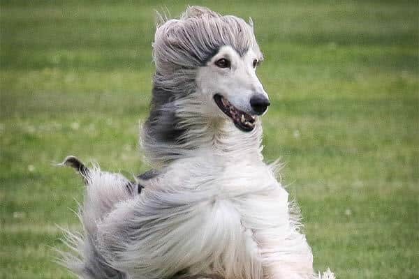 Afghan Hound
