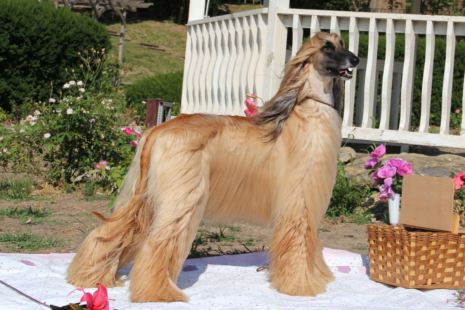 Afghan Hound