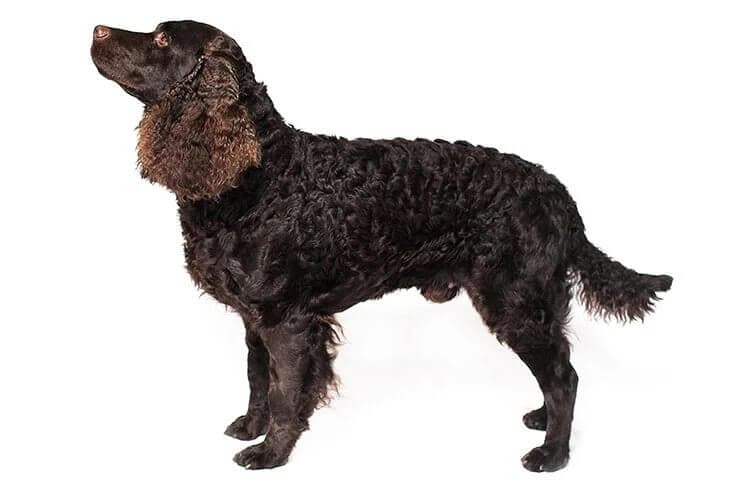 American Water Spaniel