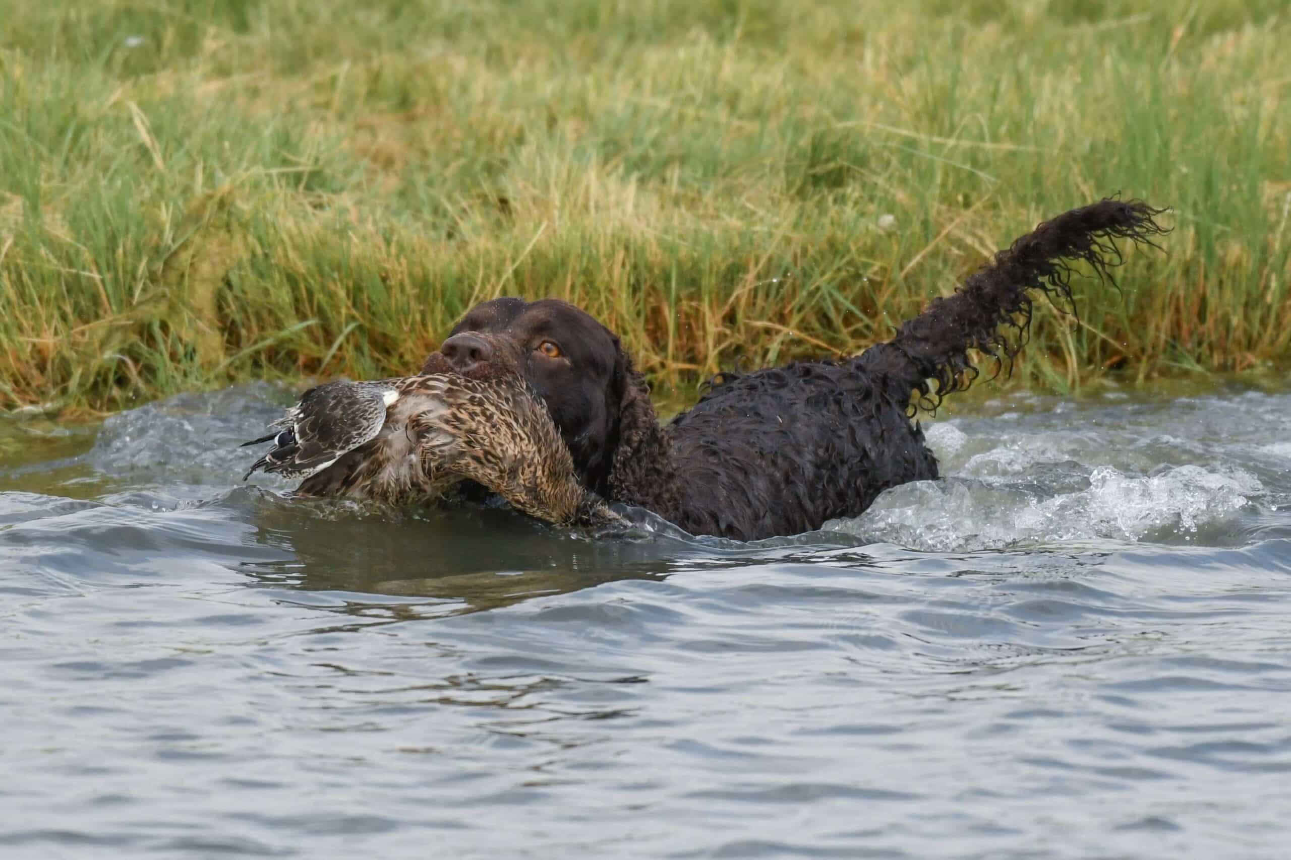 American Water Spaniel