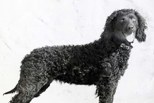 American Water Spaniel