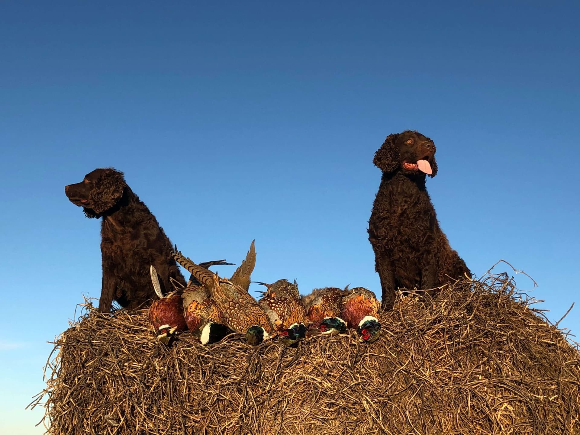 American Water Spaniel