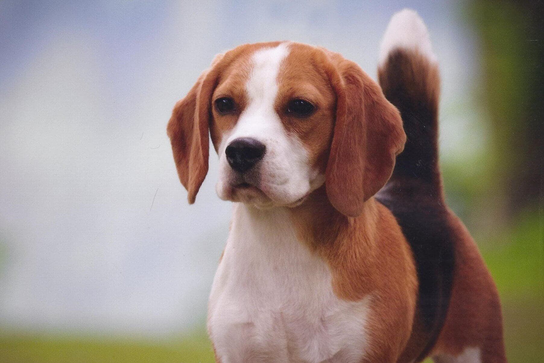 Beagle