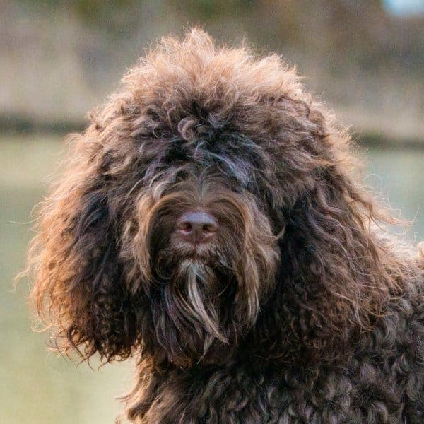 A photo of Barbet's head.