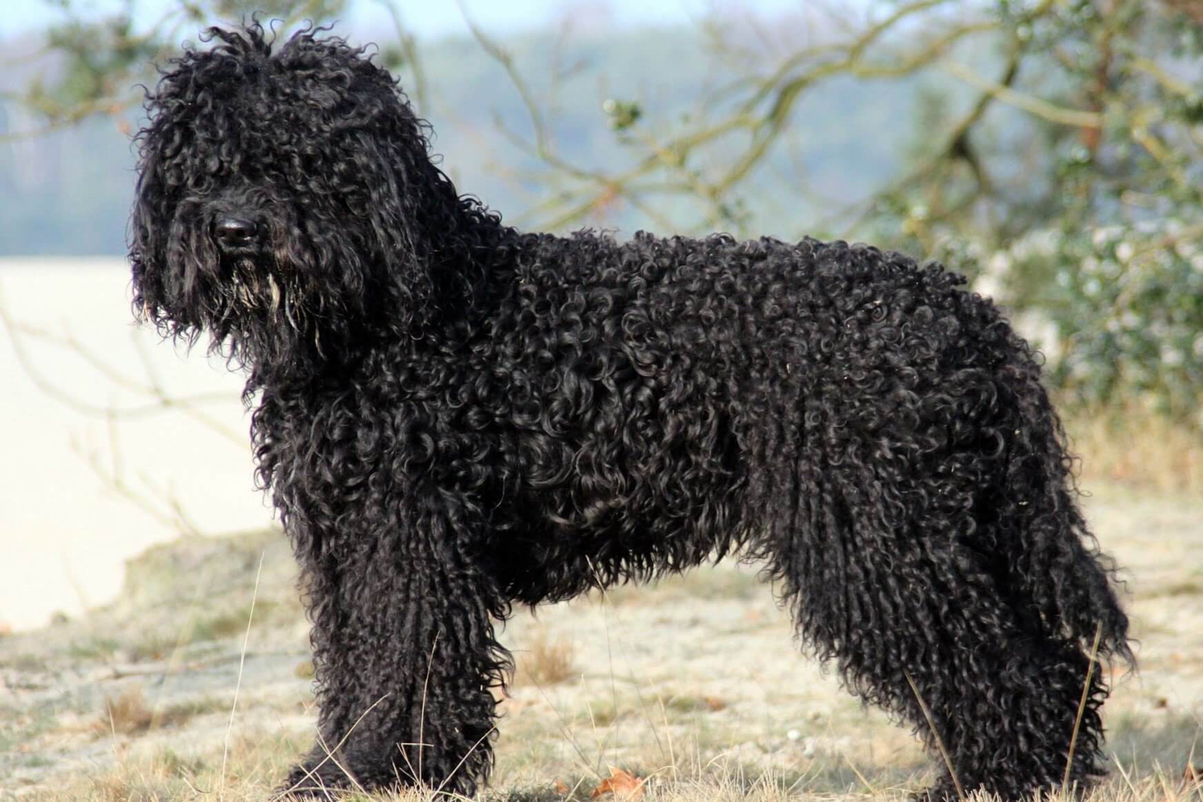 Barbet