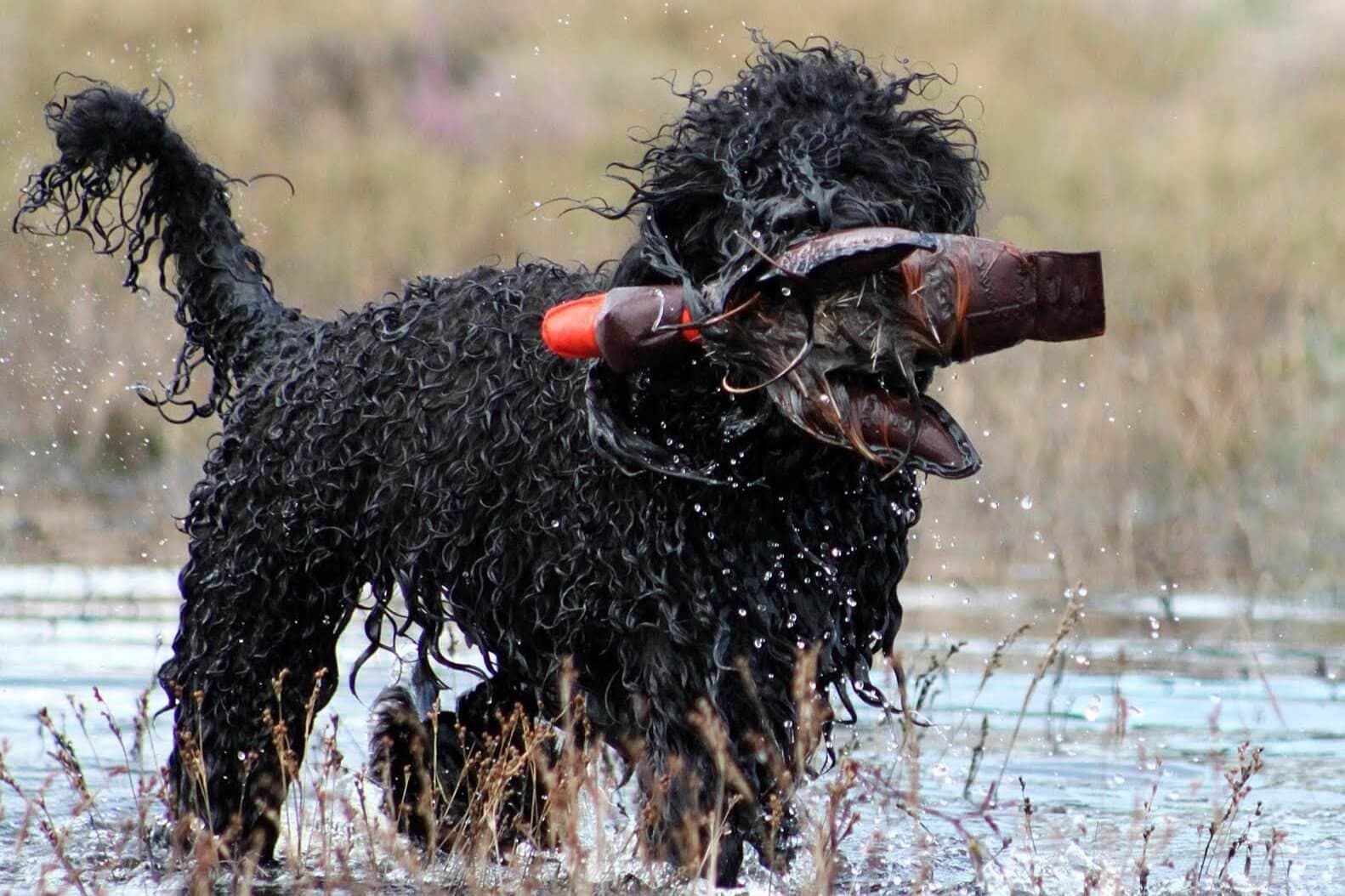 Barbet