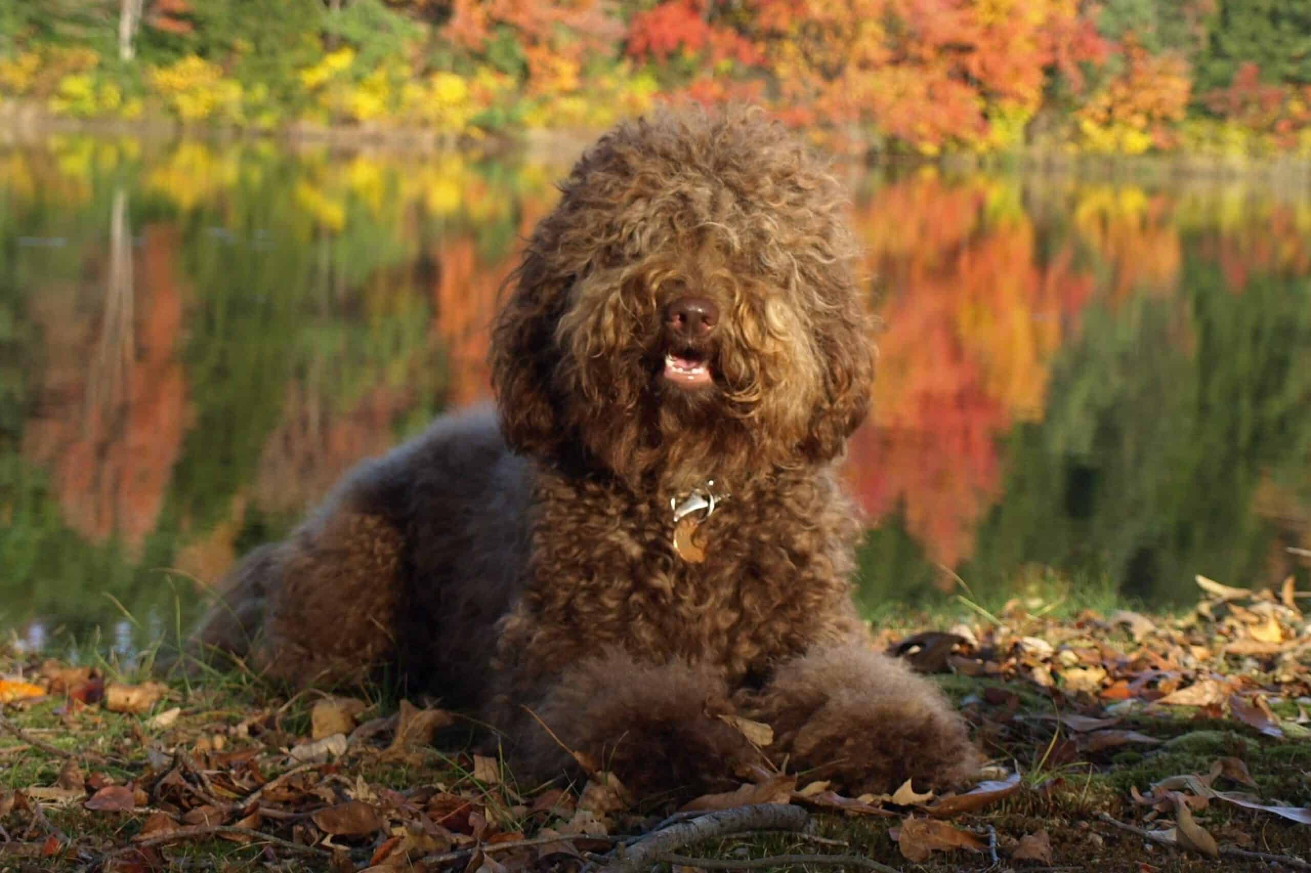 Barbet