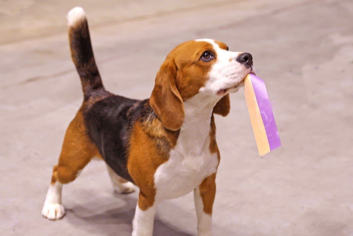 Beagle