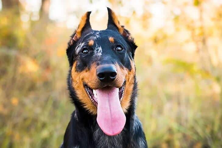 Beauceron