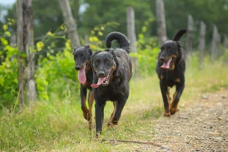 Beauceron