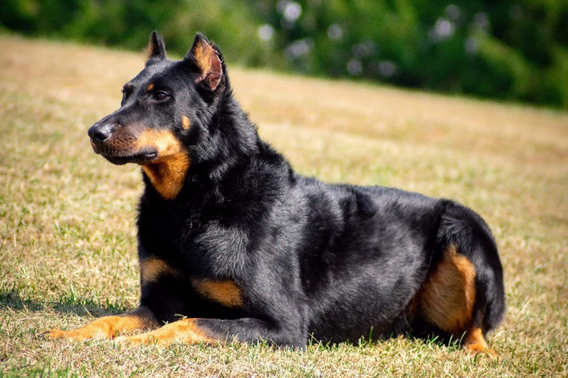 Beauceron