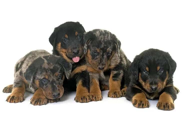 Beauceron