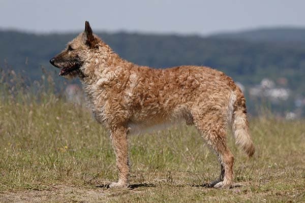 Belgian Laekenois
