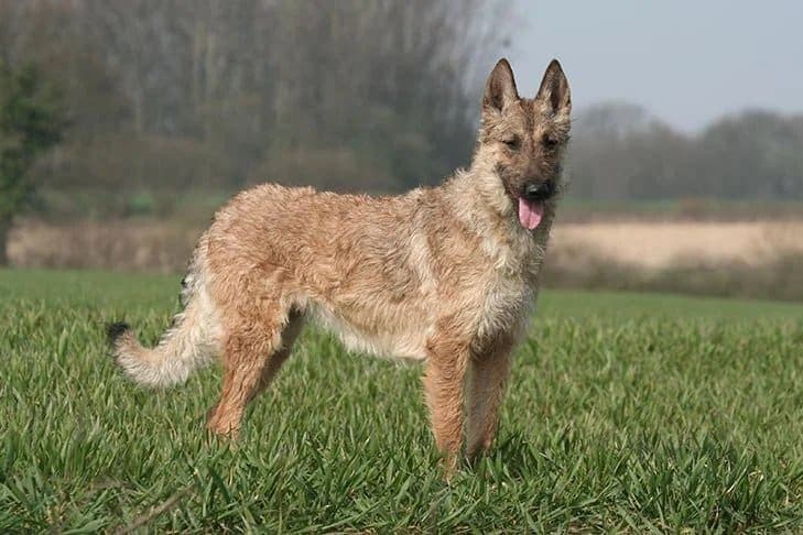 Belgian Laekenois