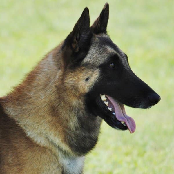 Belgian Malinois head photo.