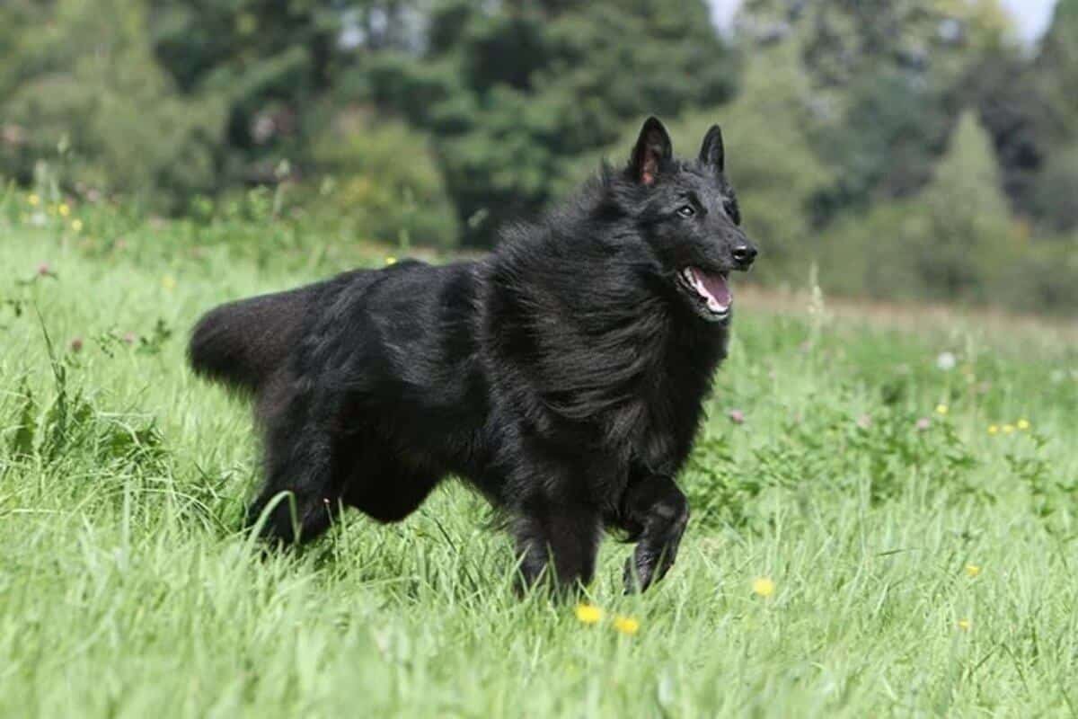 Belgian Sheepdog