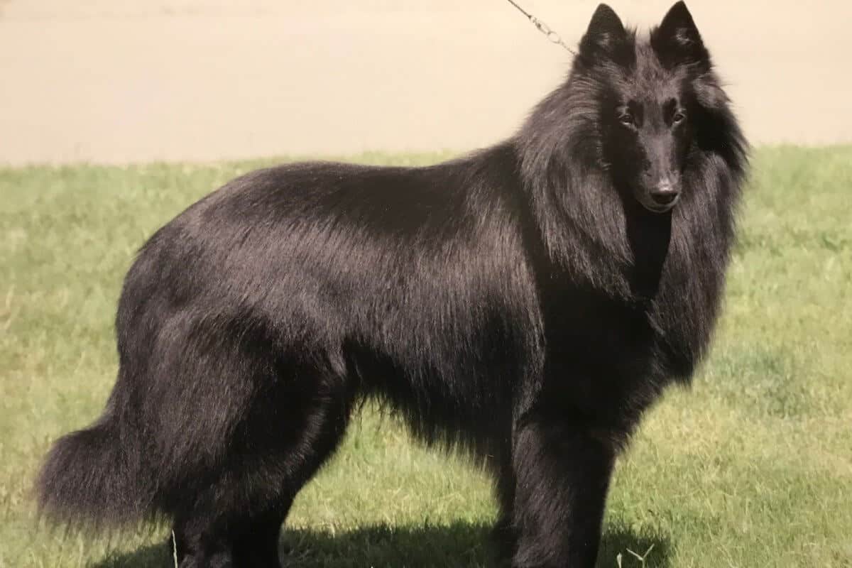 Belgian Sheepdog