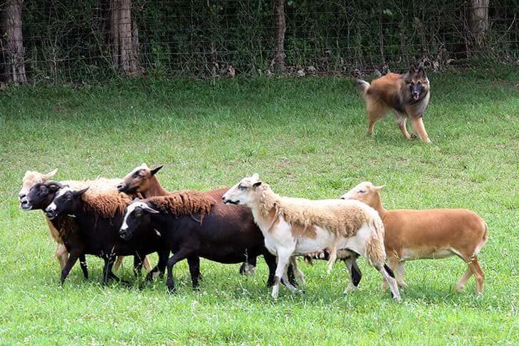 Belgian Tervuren
