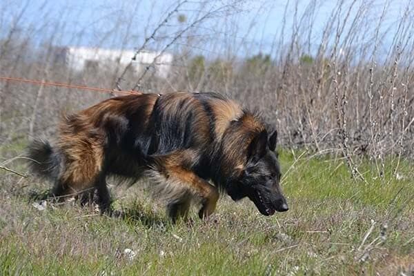 Belgian Tervuren