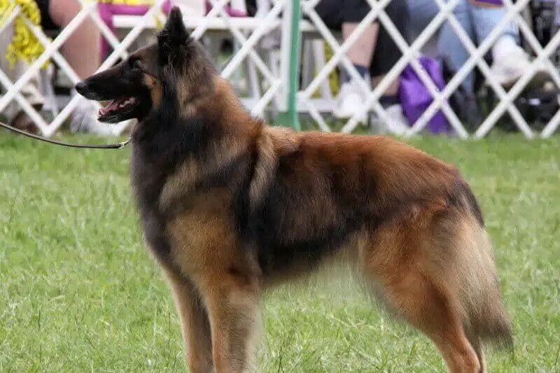 Belgian Tervuren
