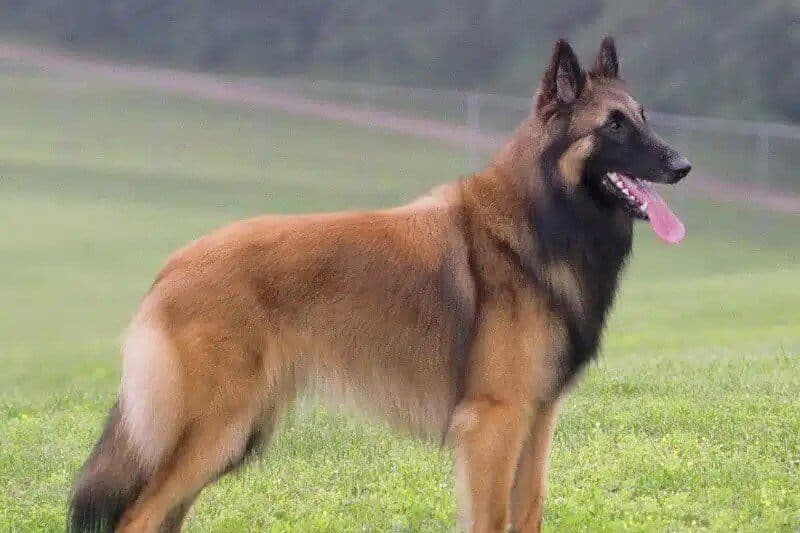Belgian Tervuren