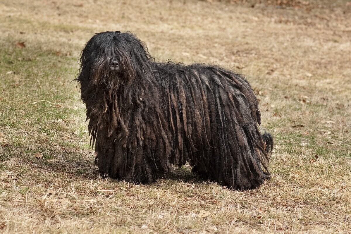 Bergamasco Sheepdog