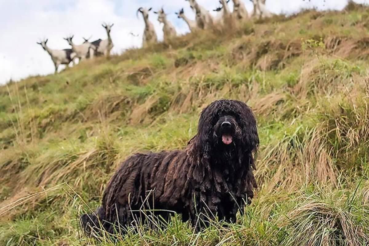 Bergamasco Sheepdog