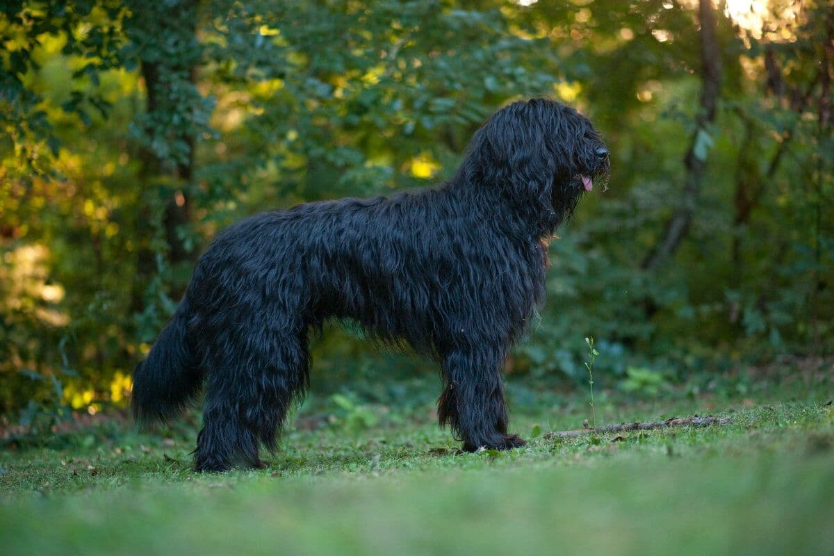 Bergamasco Sheepdog