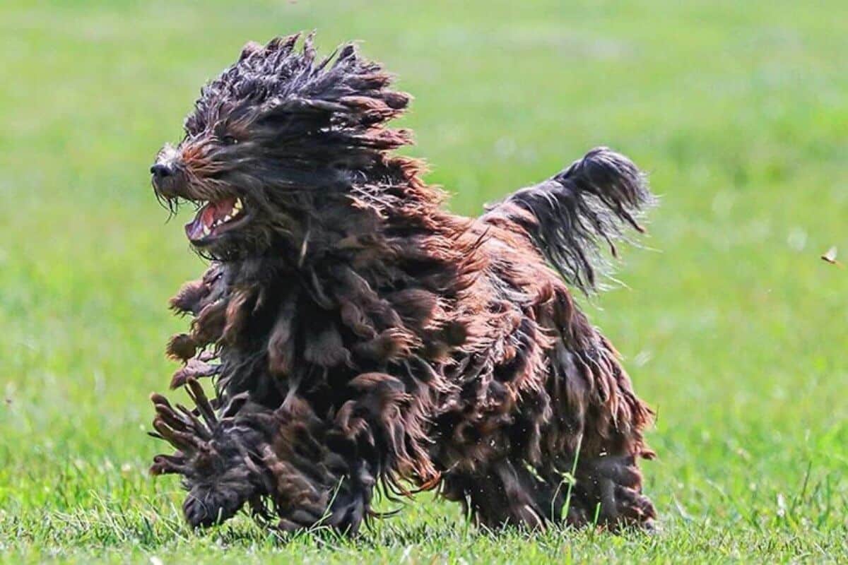 Bergamasco Sheepdog