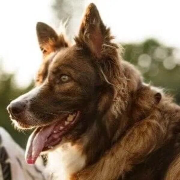 A side photo of a Border Collie's head.