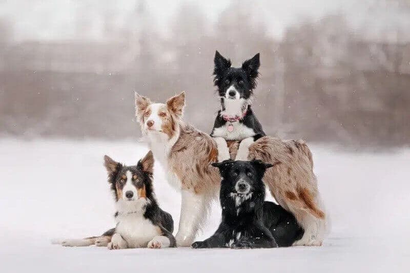 Border Collie