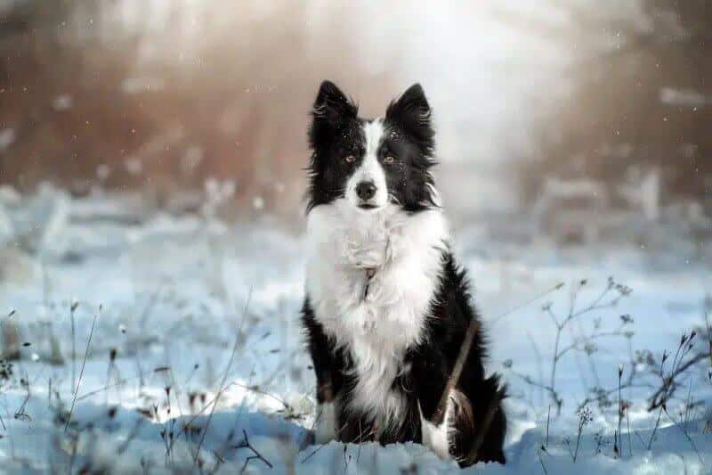 Border Collie