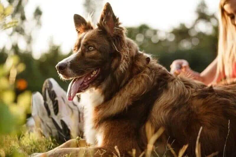 Border Collie