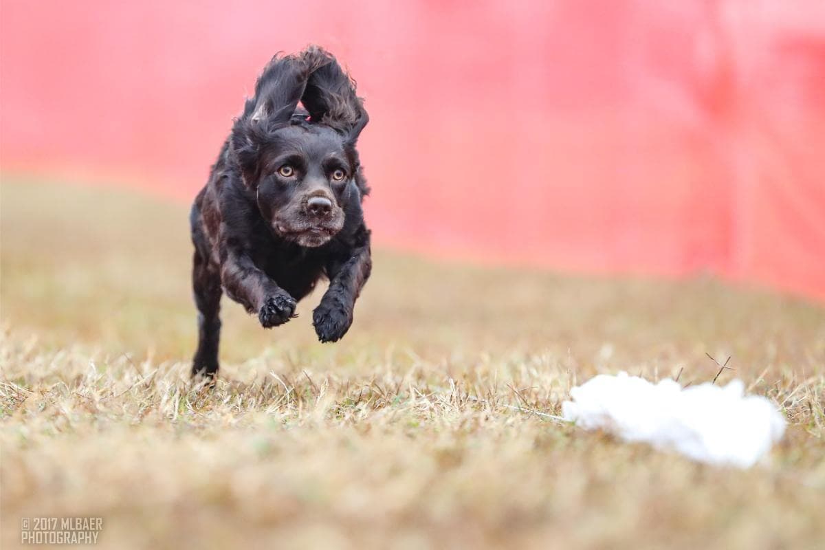 Boykin Spaniel