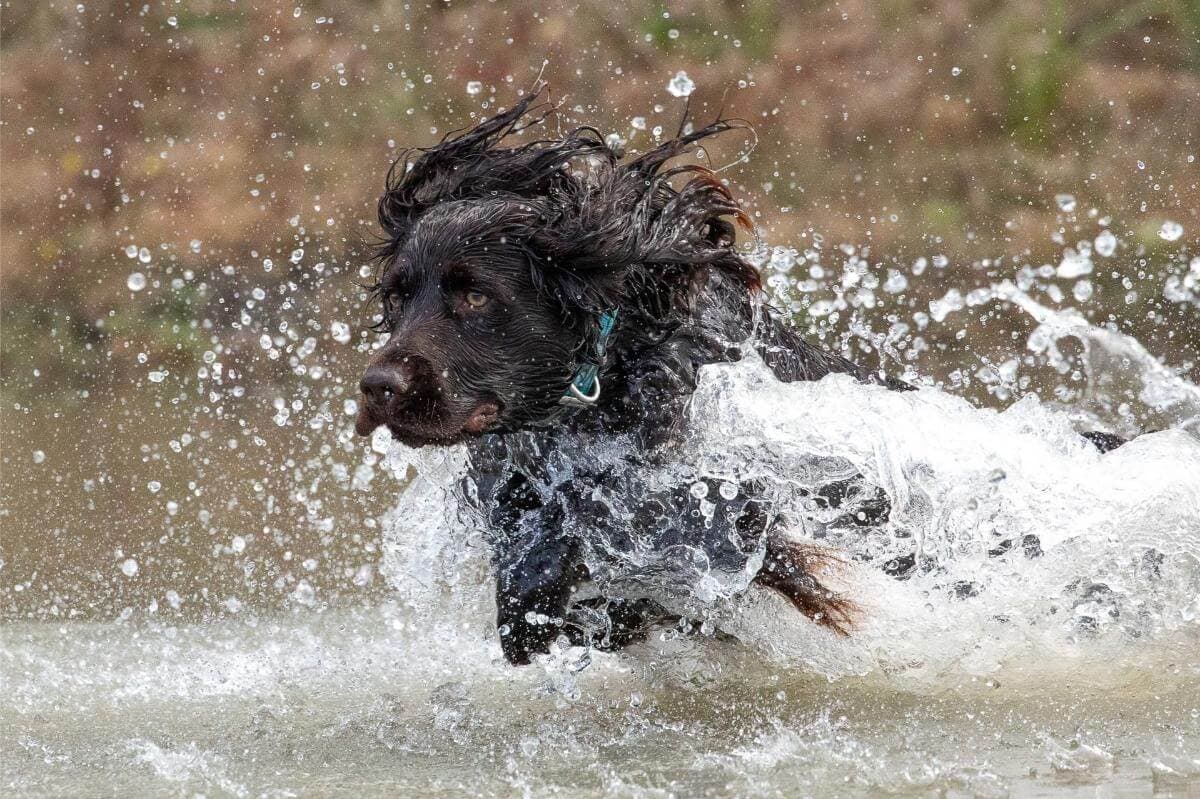 Boykin Spaniel