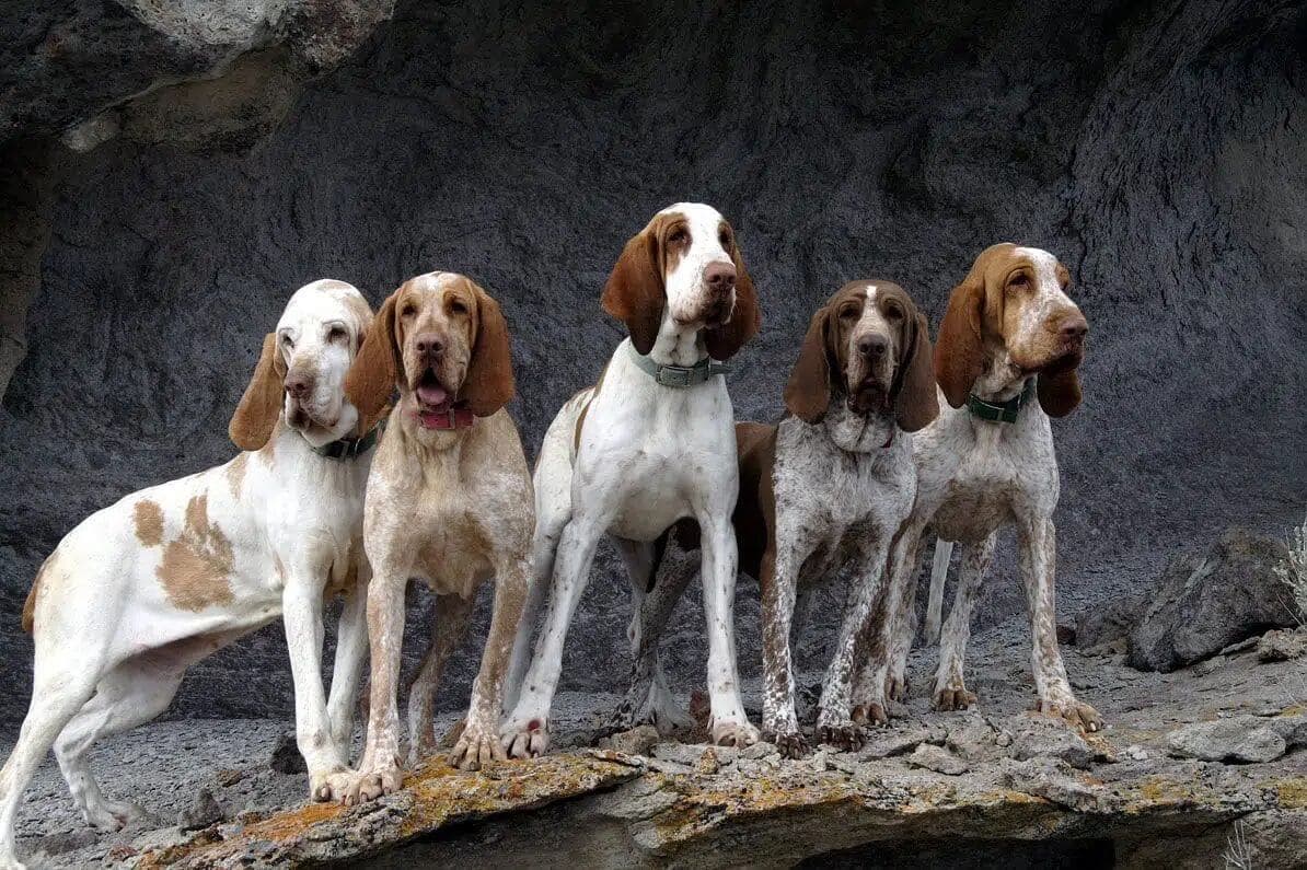 Bracco Italiano