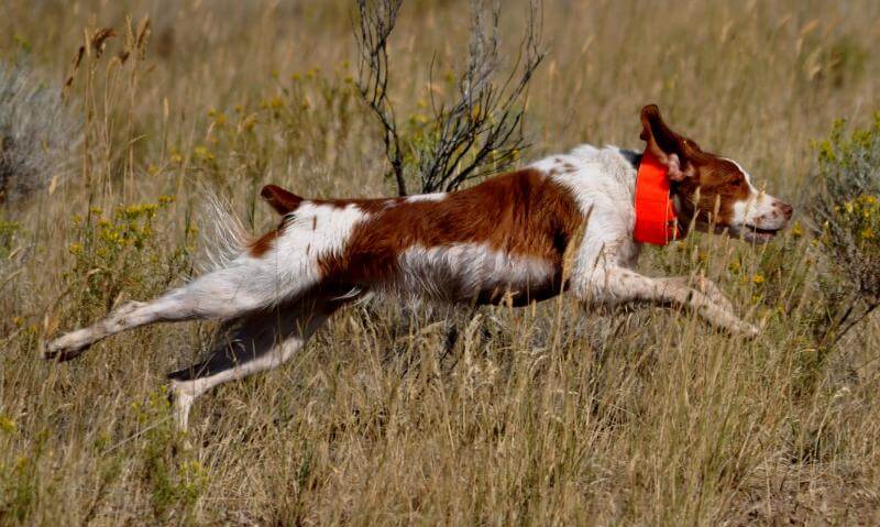 Brittany running in the field.