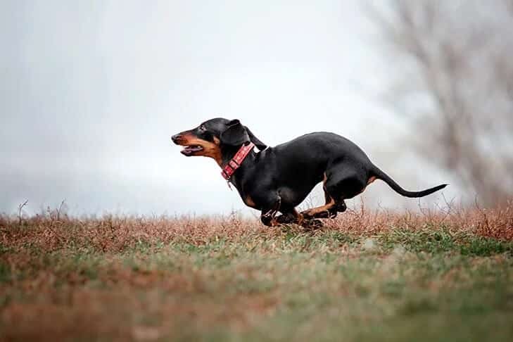 Dachshund