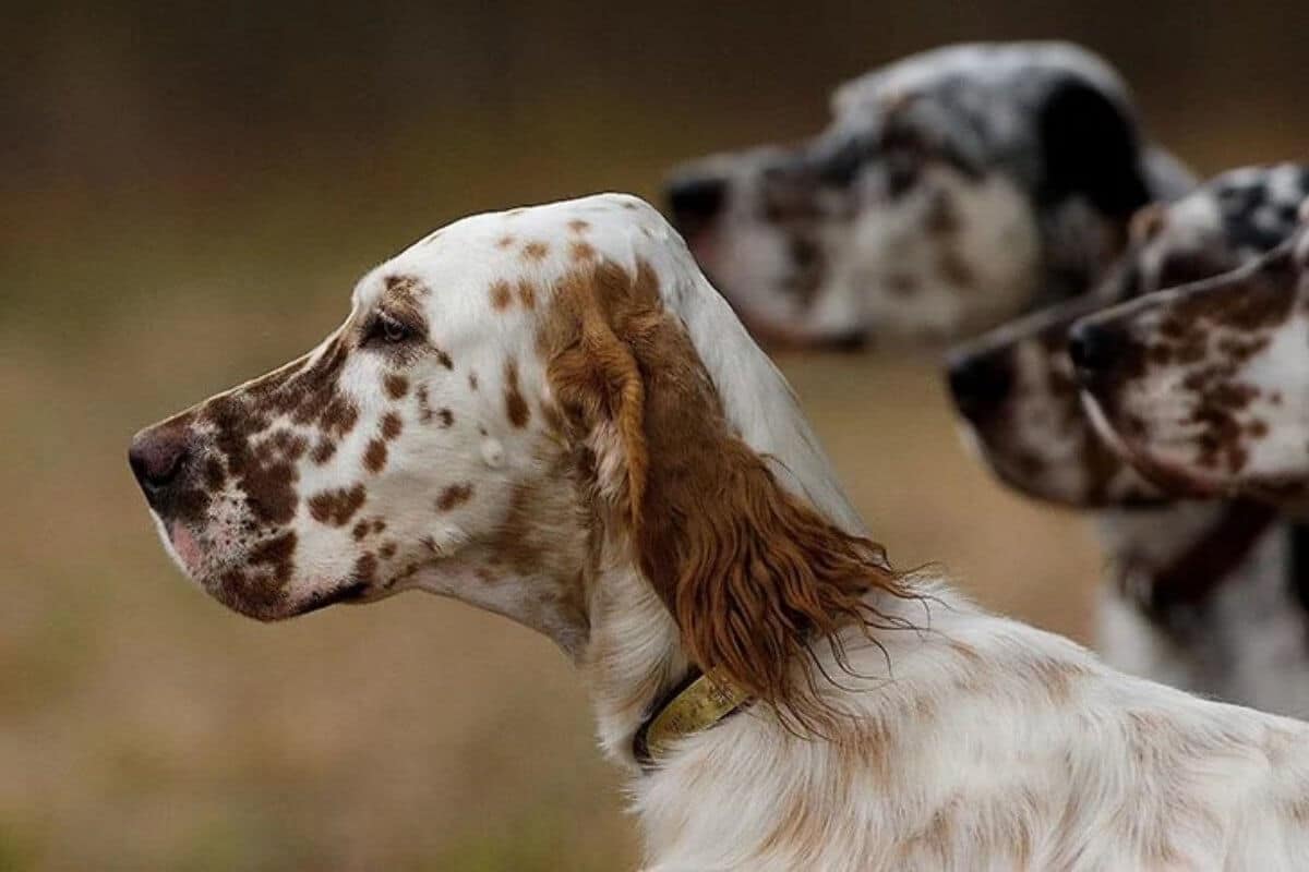 English Setter