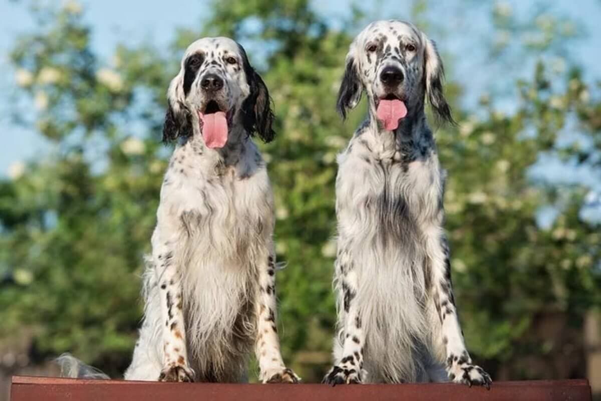 English Setter