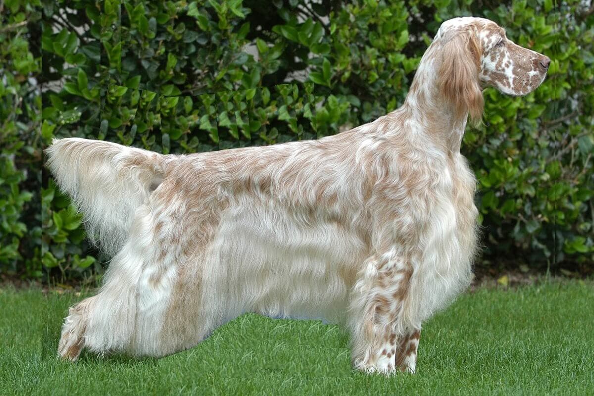English Setter